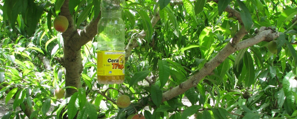 CERA TRAP®: a bioprotection solution for the control of fruit flies.