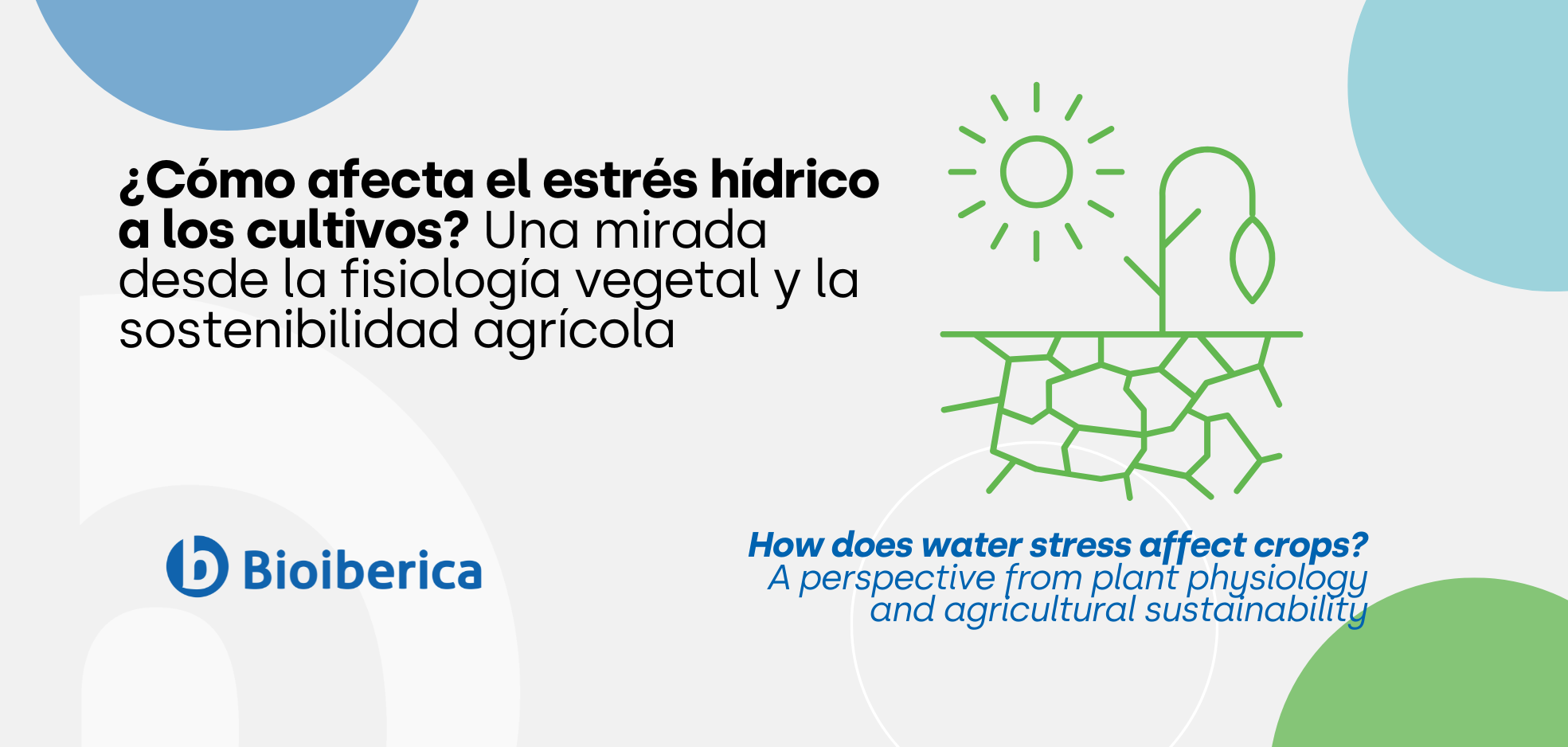 ¿Cómo afecta el estrés hídrico a los cultivos? Una mirada desde la fisiología vegetal y la sostenibilidad agrícola