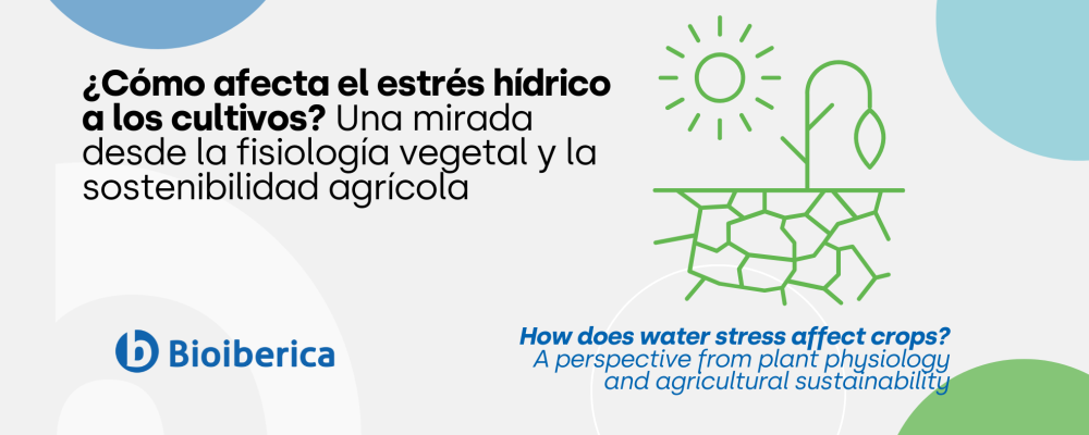 ¿Cómo afecta el estrés hídrico a los cultivos? Una mirada desde la fisiología vegetal y la sostenibilidad agrícola