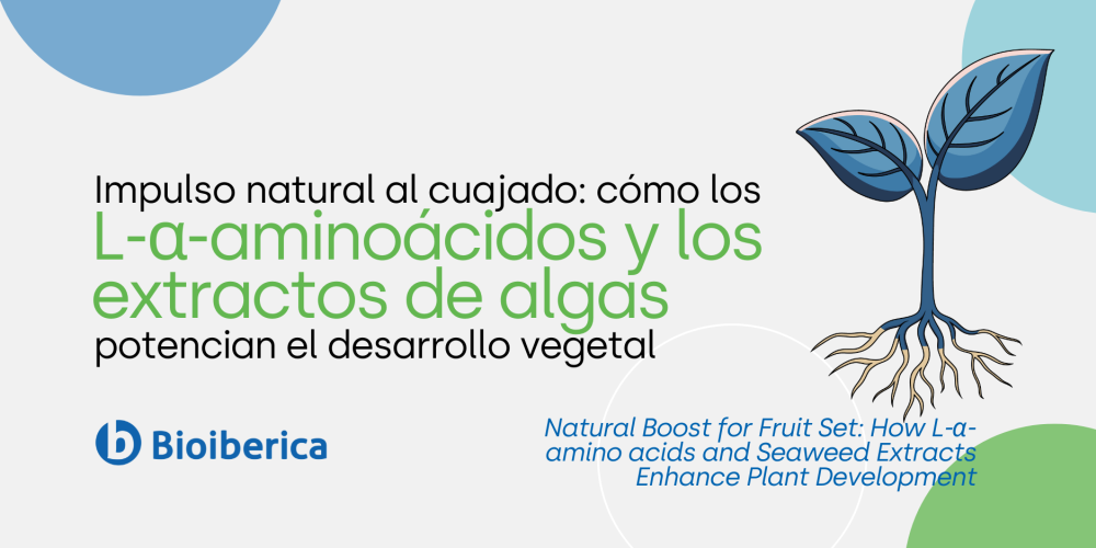 Impulso natural al cuajado: cómo los L-α-aminoácidos y los extractos de algas potencian el desarrollo vegetal