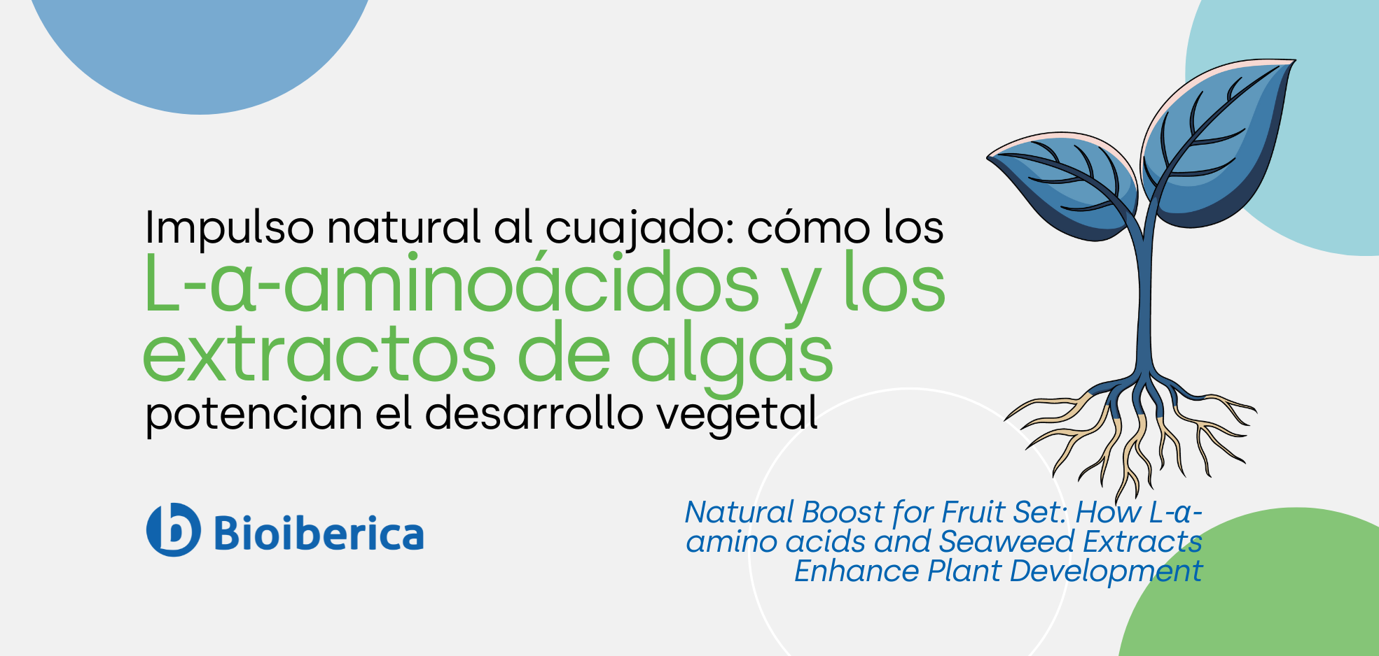 Impulso natural al cuajado: cómo los L-α-aminoácidos y los extractos de algas potencian el desarrollo vegetal