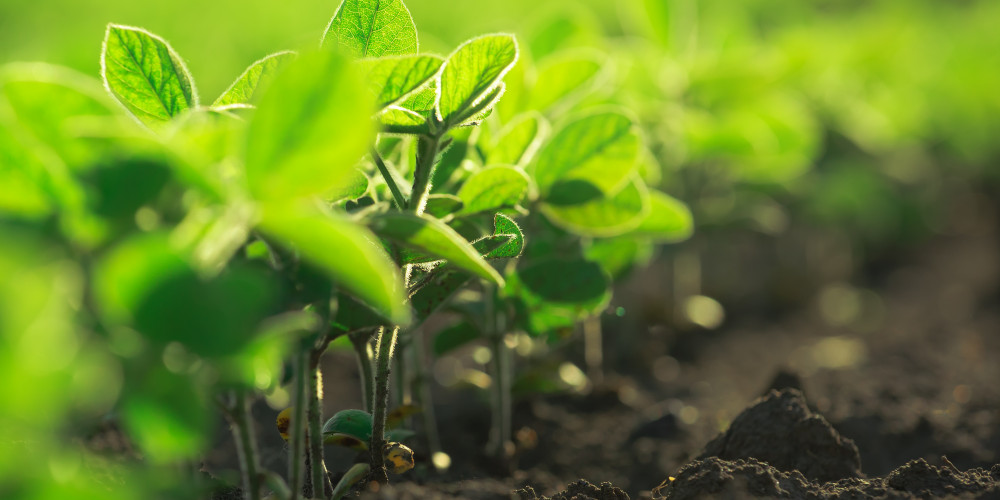 Evaluación de la eficacia agronómica y viabilidad técnica de la utilitzación de Terra-Sorb® complex en el cultivo de la soja