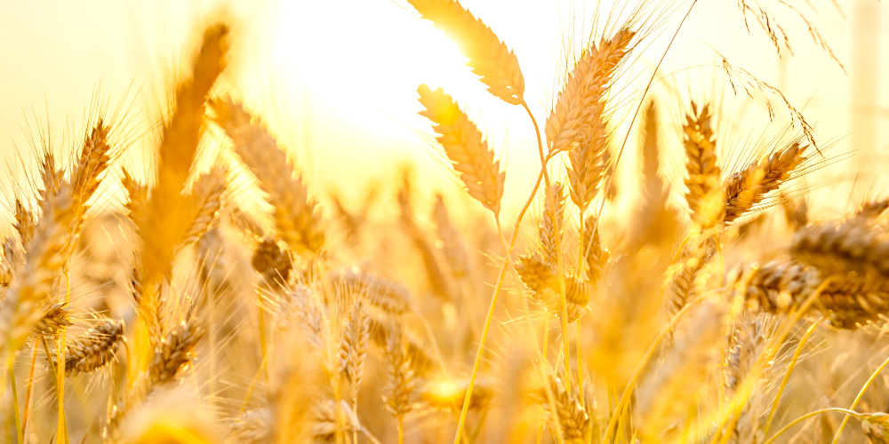 Efectos del cambio climático en la floración y producción agrícola